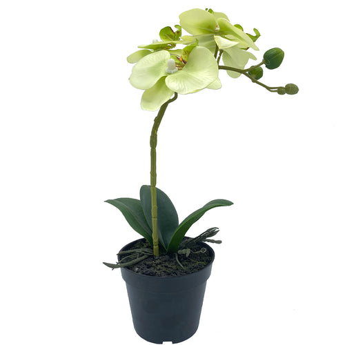 GHIVECI ORCHIDEE VERDE - decoratiuni